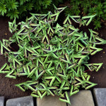 Persicaria Purple Fantasy Bare Root  4