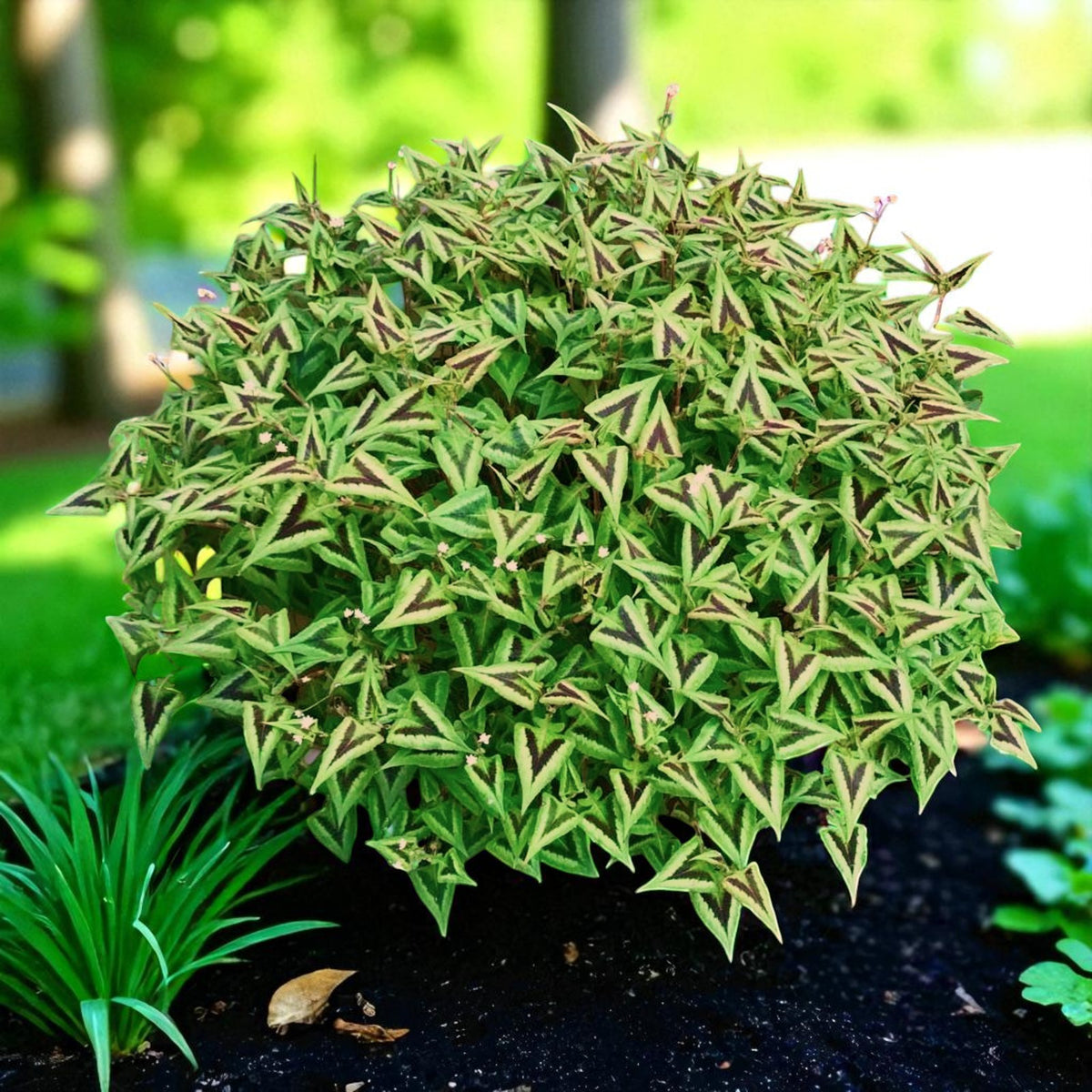 Persicaria Purple Fantasy Bare Root  3