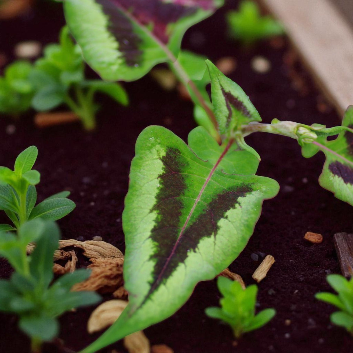 Persicaria Purple Fantasy Bare Root  2