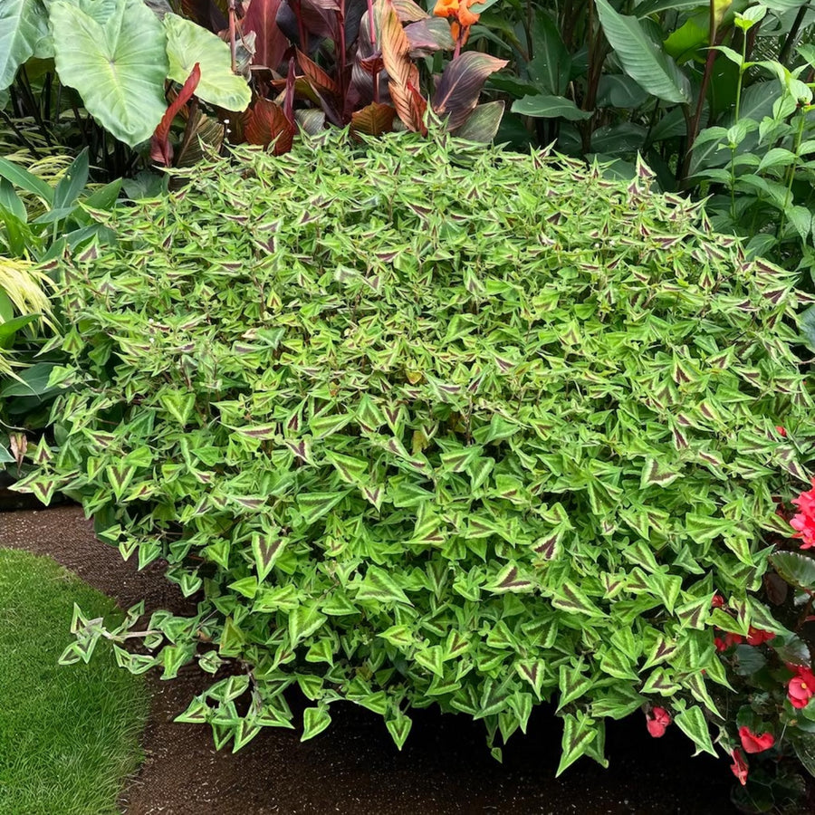 Persicaria Purple Fantasy Bare Root  1