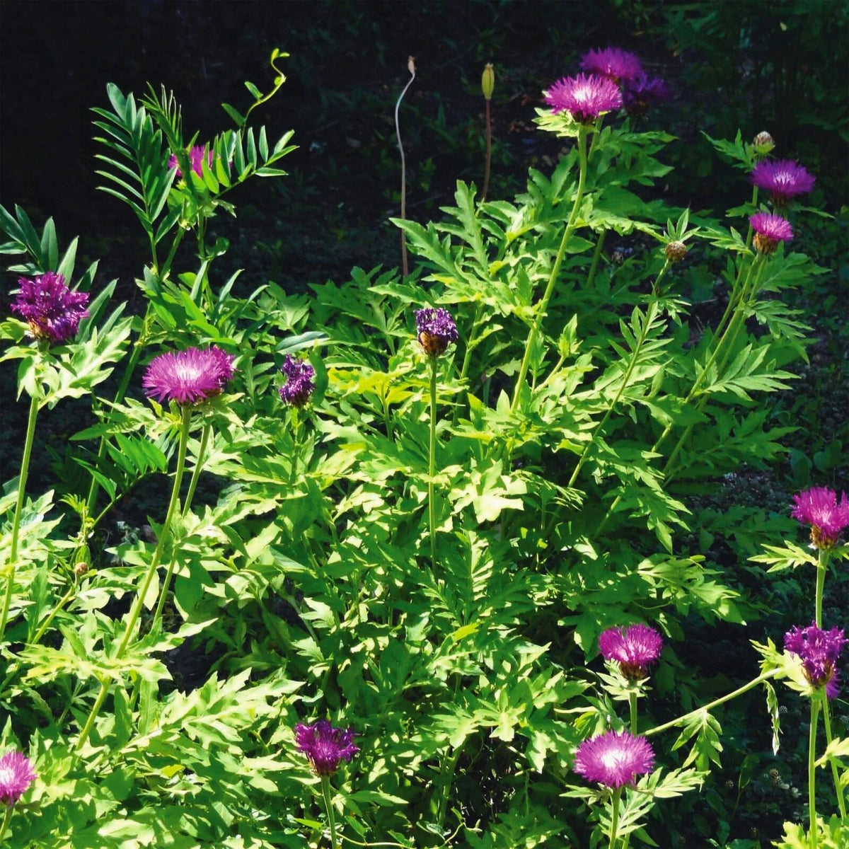 Centaurea dealbata in 1L Pot A garden scene showing a group of Persian cornflower plants with multiple purple flowers on tall stems surrounded by lush, deeply cut green foliage. 2