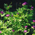Centaurea dealbata in 1L Pot A garden scene showing a group of Persian cornflower plants with multiple purple flowers on tall stems surrounded by lush, deeply cut green foliage. 2
