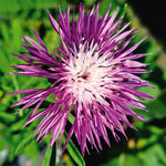 Centaurea dealbata in 1L Pot Single Persian cornflower in focus, featuring pointed, fuchsia petals with a white centre, set against a green leafy background. 3