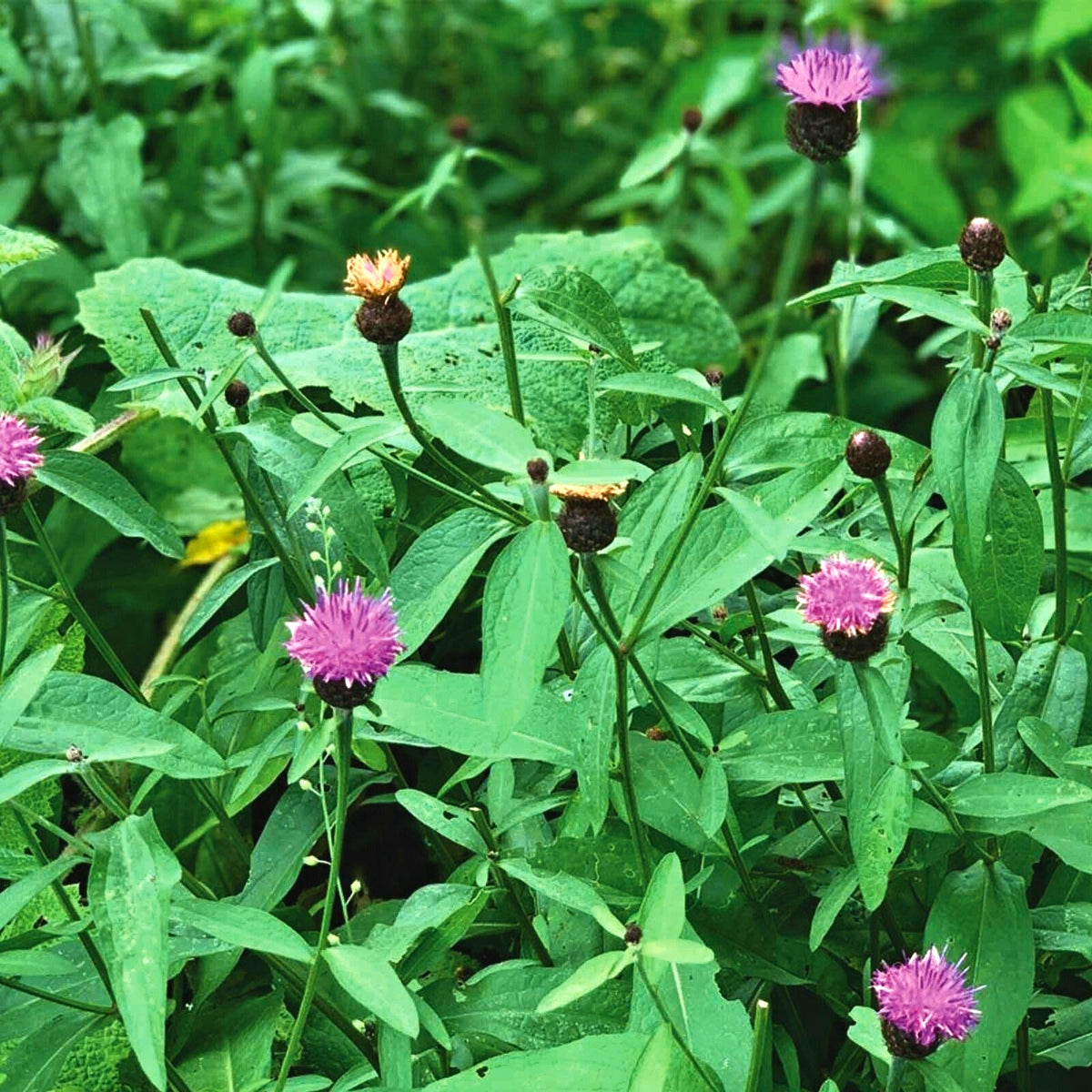 Centaurea dealbata in 1L Pot Cluster of Persian cornflower plants growing naturally with dark purple buds and a mix of blooming and spent flowers, amid dense green leaves. 4