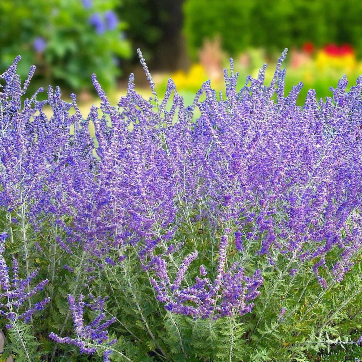 Perovskia Blue Spire Bare Root  4