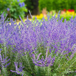 Perovskia Blue Spire Bare Root  4
