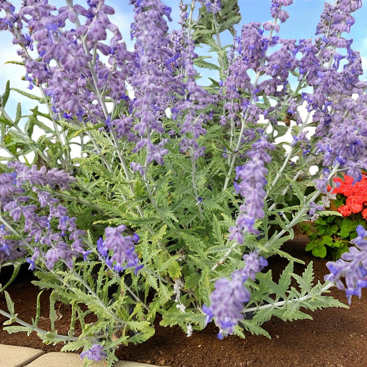 Perovskia Blue Spire Bare Root  3