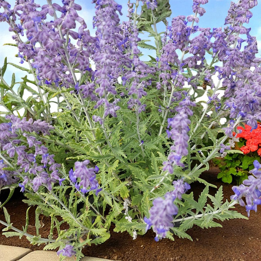 Perovskia Blue Spire Bare Root  3