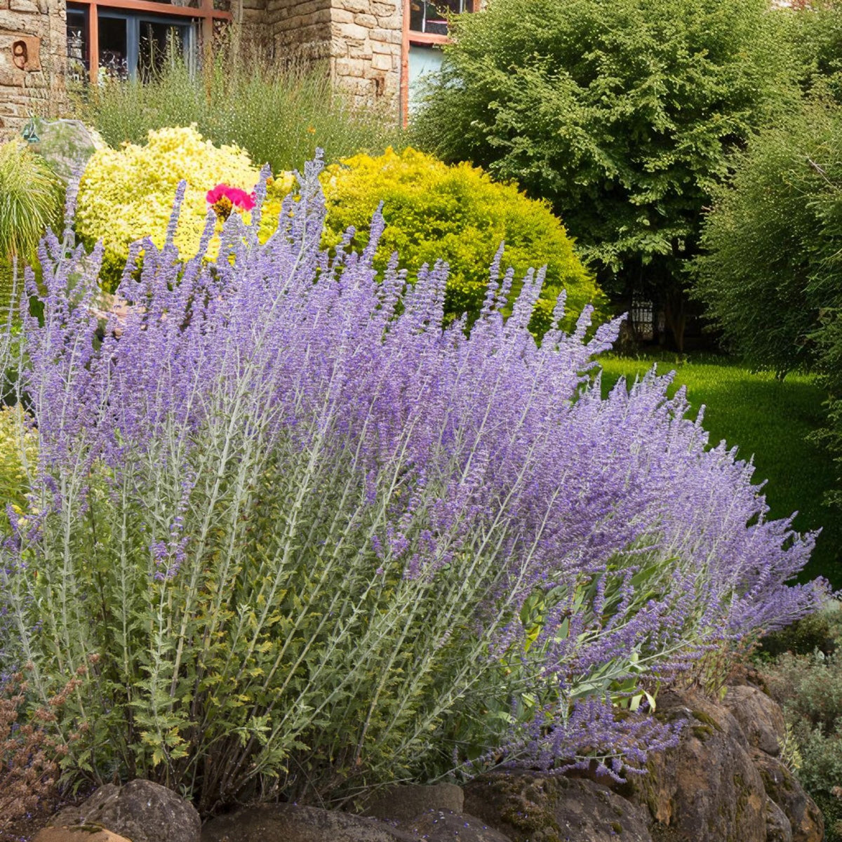 Perovskia Blue Spire Bare Root  2