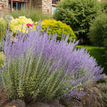 Nepeta, Perovskia & Phlox Bare Root Mix  3