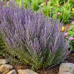 Perovskia Blue Spire Bare Root  1