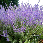 Perovskia Little Spire Bare Root  3