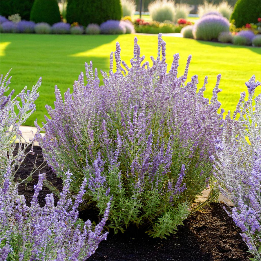 Perovskia Little Spire Bare Root  2
