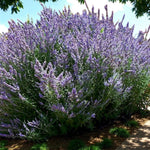 Perovskia Little Spire Bare Root  1