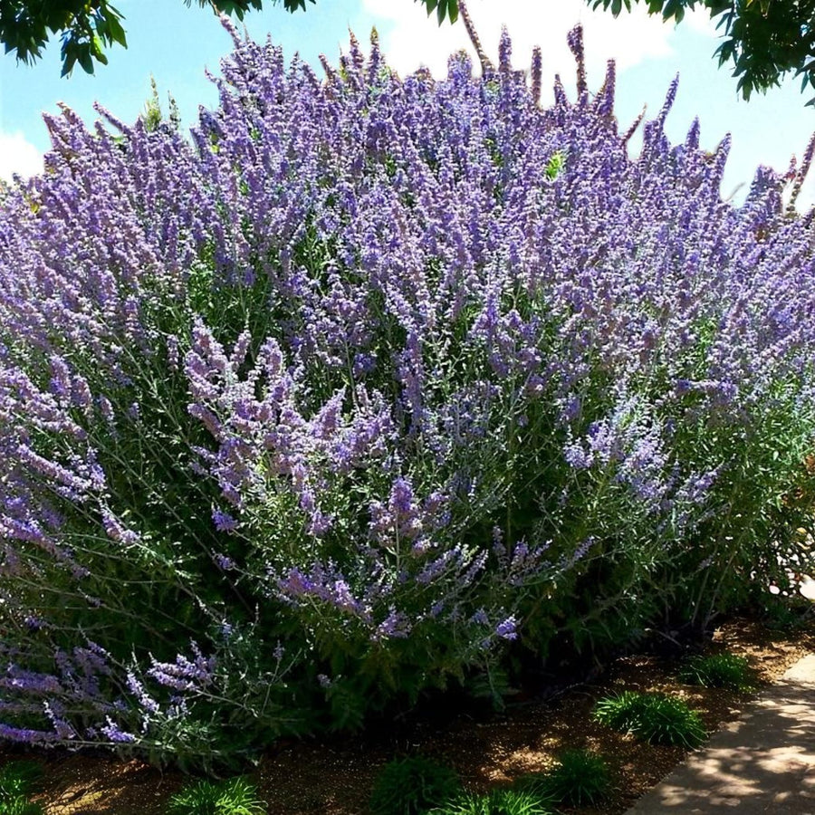 Perovskia Little Spire Bare Root  1