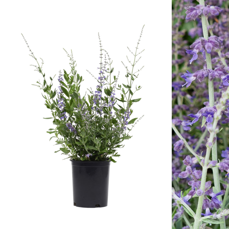 Perovskia Prime Time A single Perovskia Prime Time plant in a black pot, isolated on a white background with an inset of a flowering stem on the right. 1