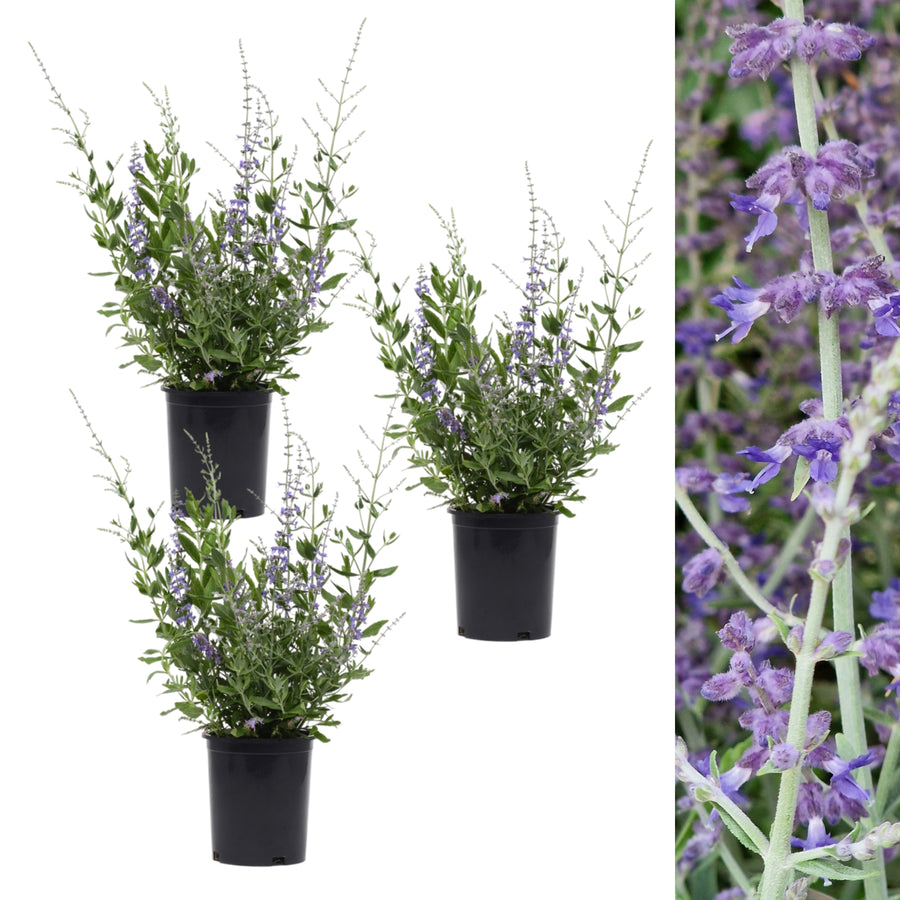 Perovskia Prime Time Trio of potted Perovskia Prime Time plants on a white background, accompanied by a detailed flower close up on the right. 9