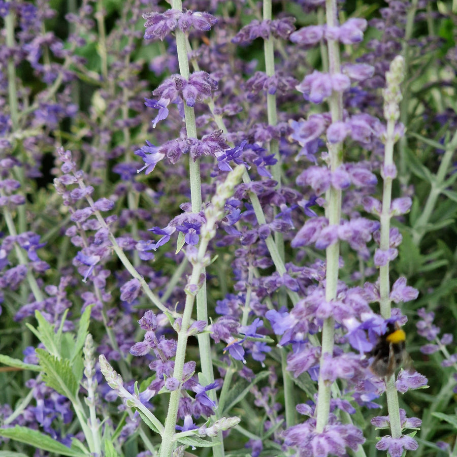Perovskia Prime Time Close up of tall, silvery stems adorned with small, soft purple Perovskia Prime Time flowers, with a bumblebee visiting the blooms. 3