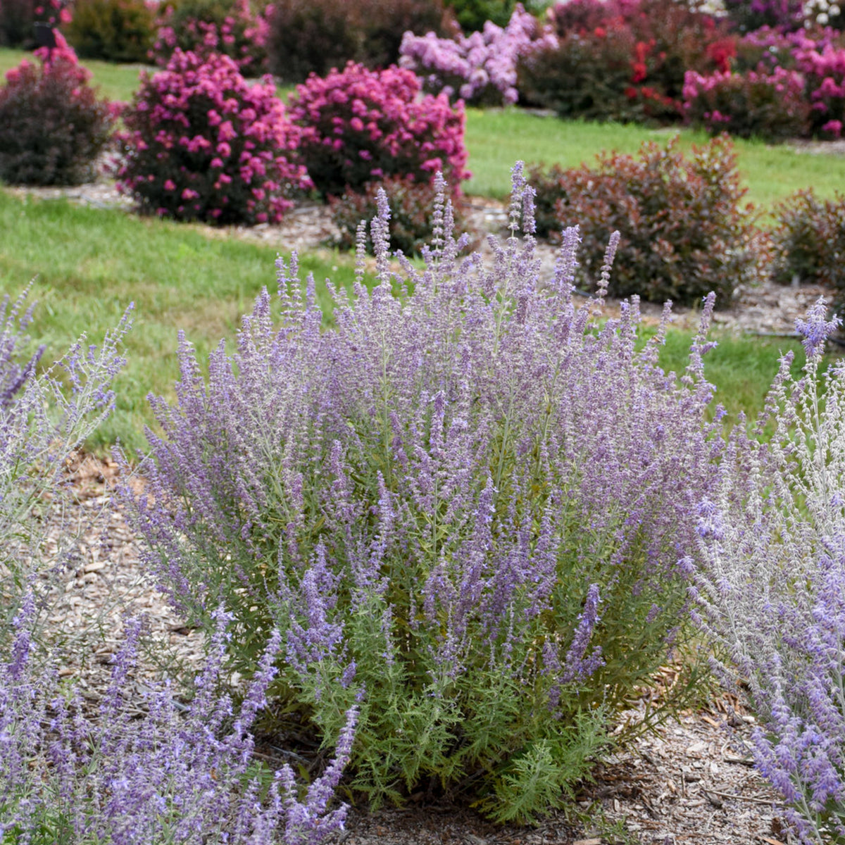 Perovskia Prime Time Full plant view of a Perovskia Prime Time bush in bloom, surrounded by pink flowering shrubs in a landscaped garden. 1