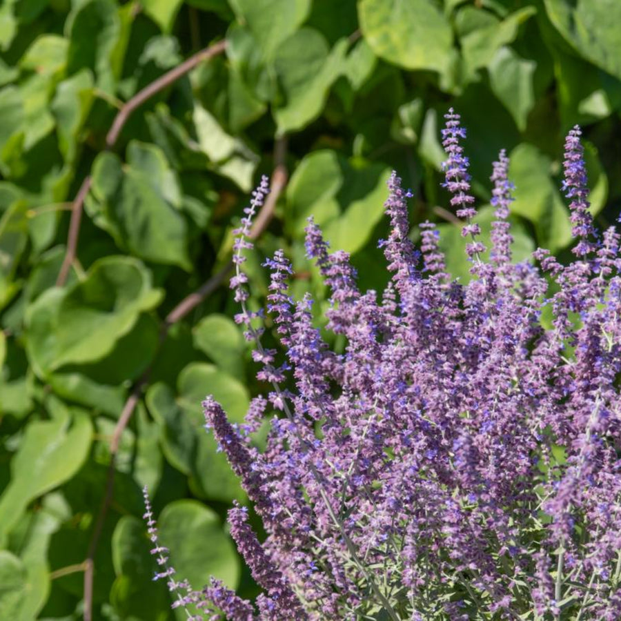 Perovskia Prime Time Perovskia Prime Time plant flowering in front of dense green foliage, with purple blooms and fine silvery stems clearly visible. 5