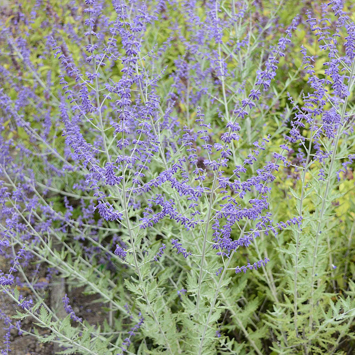 Perovskia Prime Time Cluster of flowering Perovskia Prime Time stems with feathery foliage and lavender blooms in a garden bed. 6