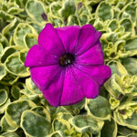 Petunia Surfinia Mini Purple Variegated A close up of a single vivid mini purple petunia bloom surrounded by dense, variegated green and yellow leaves. 2