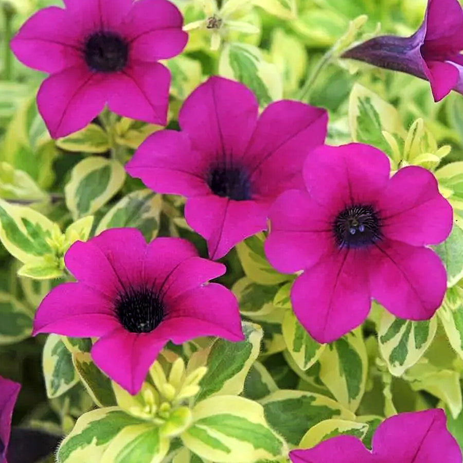 Petunia Surfinia Mini Purple Variegated Cluster of striking mini purple petunia flowers with deep black centres, nestled among lush variegated foliage. 3
