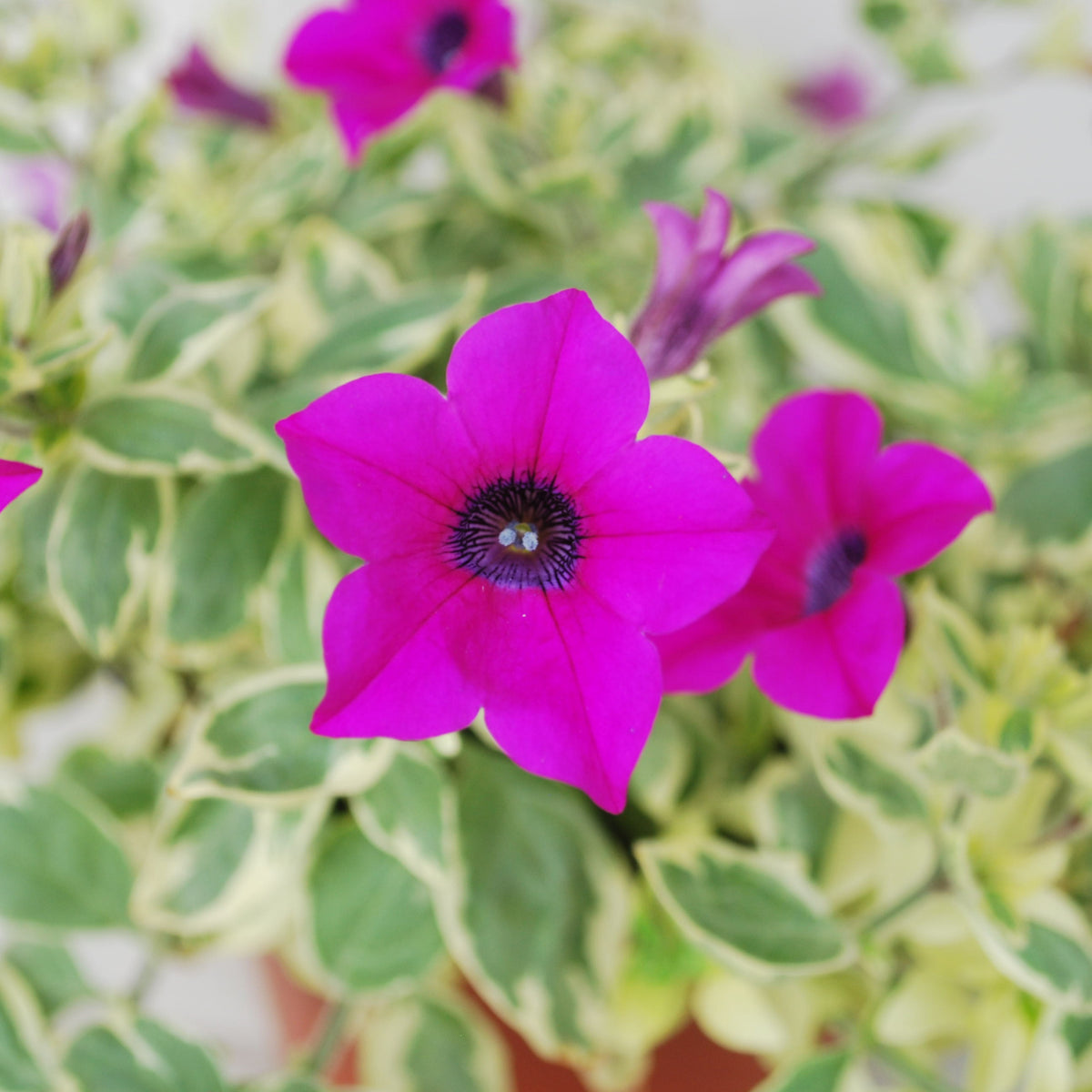 Petunia Surfinia Mini Purple Variegated Bright mini purple petunia blooms with black centres displayed clearly against a soft focus background of green and cream variegated leaves. 4