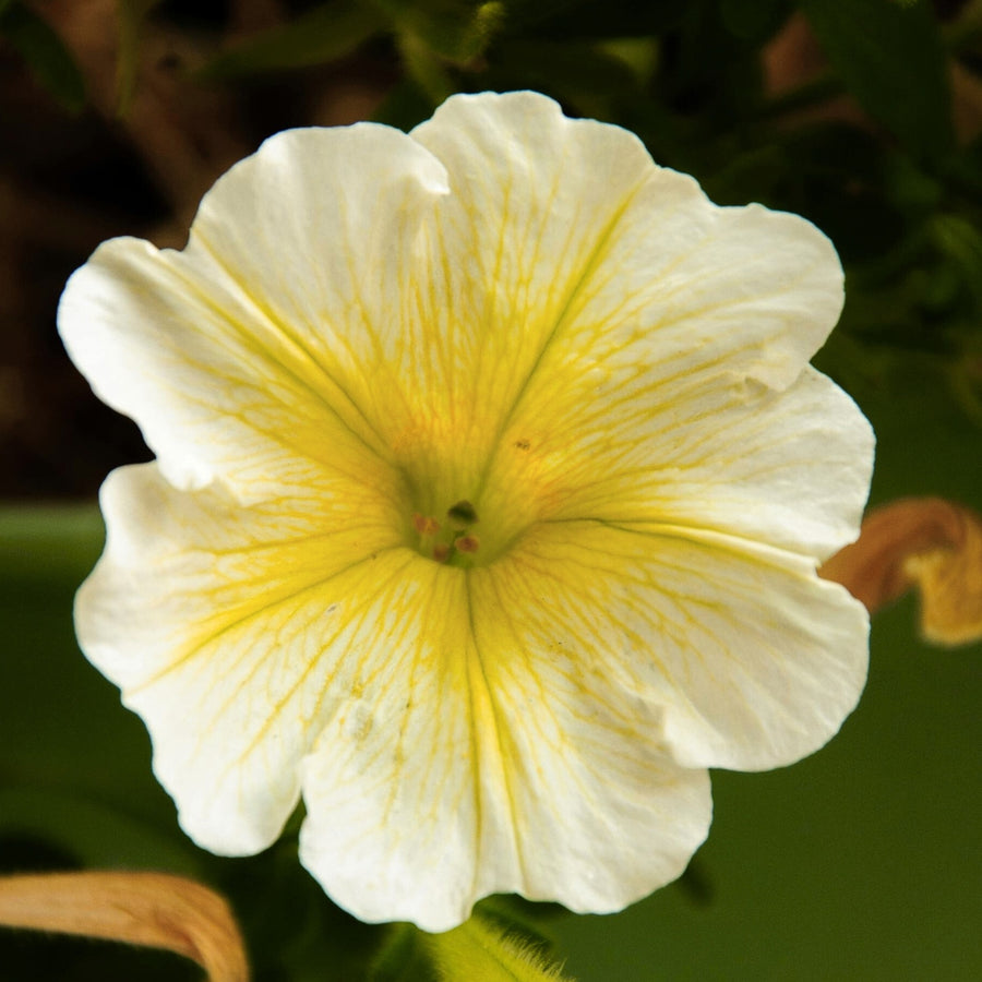 Petunia Bedding Plants 6 Pack Close up of a delicate pale yellow petunia flower with soft darker yellow veins radiating from the centre. 3
