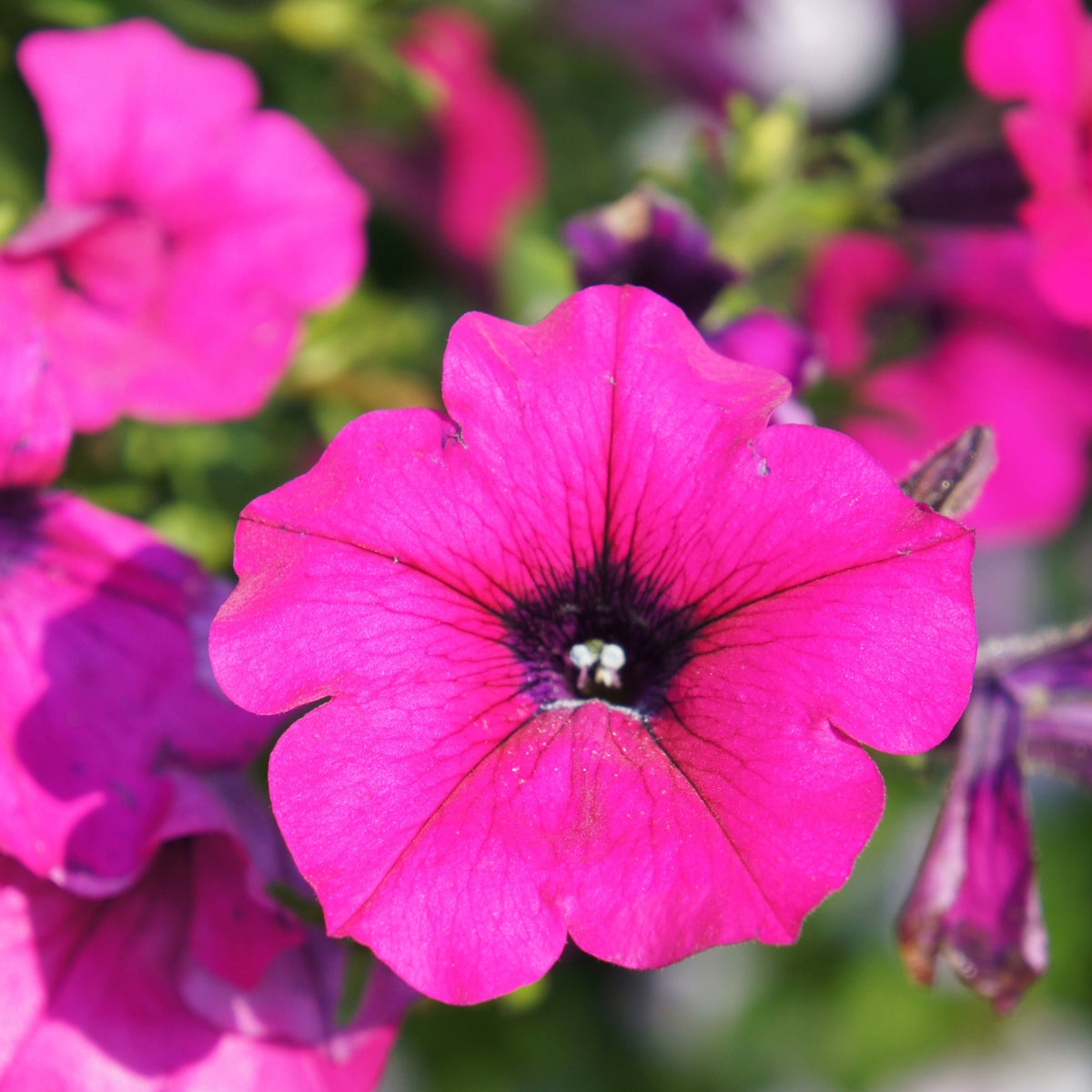 Petunia Bedding Plants 6 Pack Close up of a vivid magenta petunia flower with a dark purple centre and detailed veining on the petals. 3