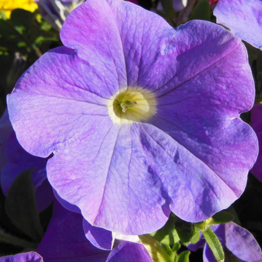 Petunia Bedding Plants 6 Pack Close up of a sky blue petunia flower with a soft yellow centre and subtle purple veining across the petals. 1