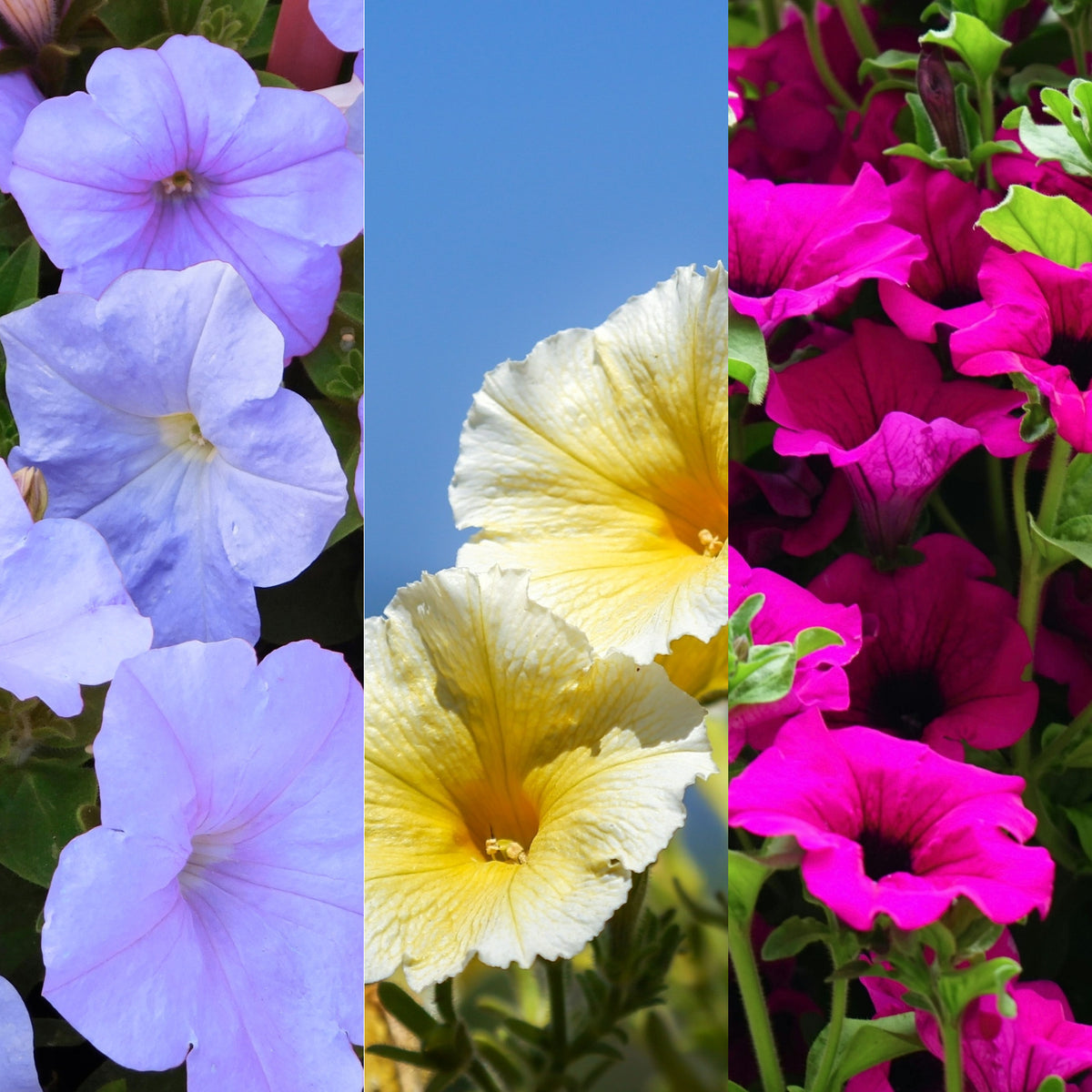 Petunia Bedding Plants 6 Pack A collage showing three varieties of petunias: on the left, soft lavender blue petunias; in the centre, pale yellow petunias against a blue sky; and on the right, vibrant magenta petunias with deep centres. 1