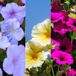 Petunia Bedding Plants 6 Pack A collage showing three varieties of petunias: on the left, soft lavender blue petunias; in the centre, pale yellow petunias against a blue sky; and on the right, vibrant magenta petunias with deep centres. 1