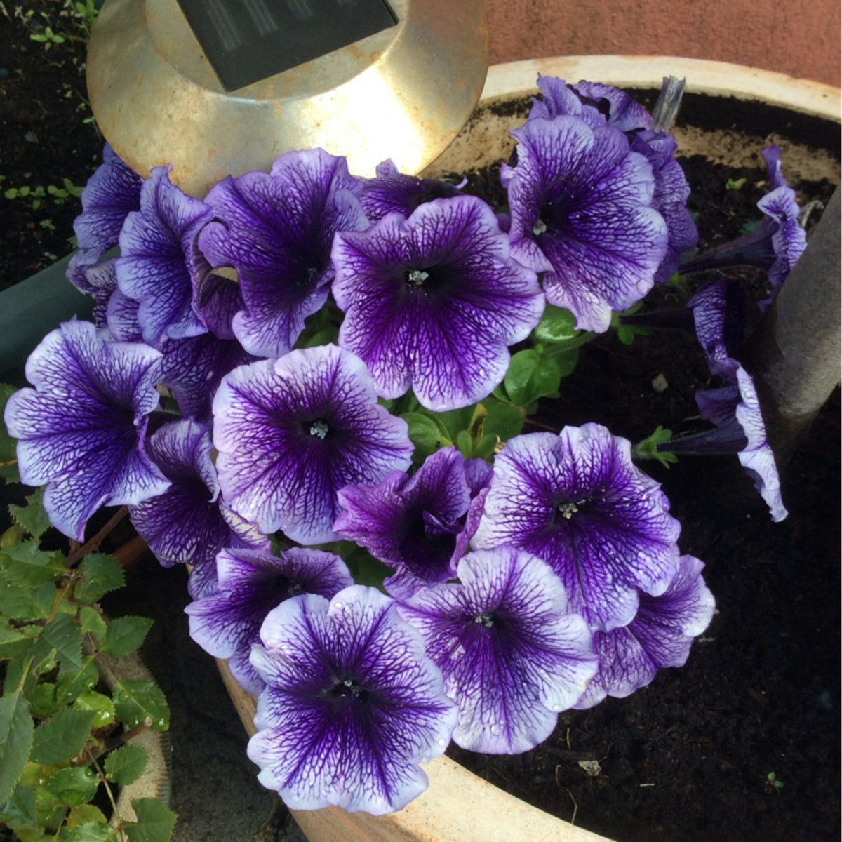 Petunia Summer Bedding Plants Close up of Petunia 'Blue Vein' bedding plants in a garden pot, displaying vibrant purple flowers with intricate dark veining and pale lavender edges, surrounded by green foliage and garden soil. 1