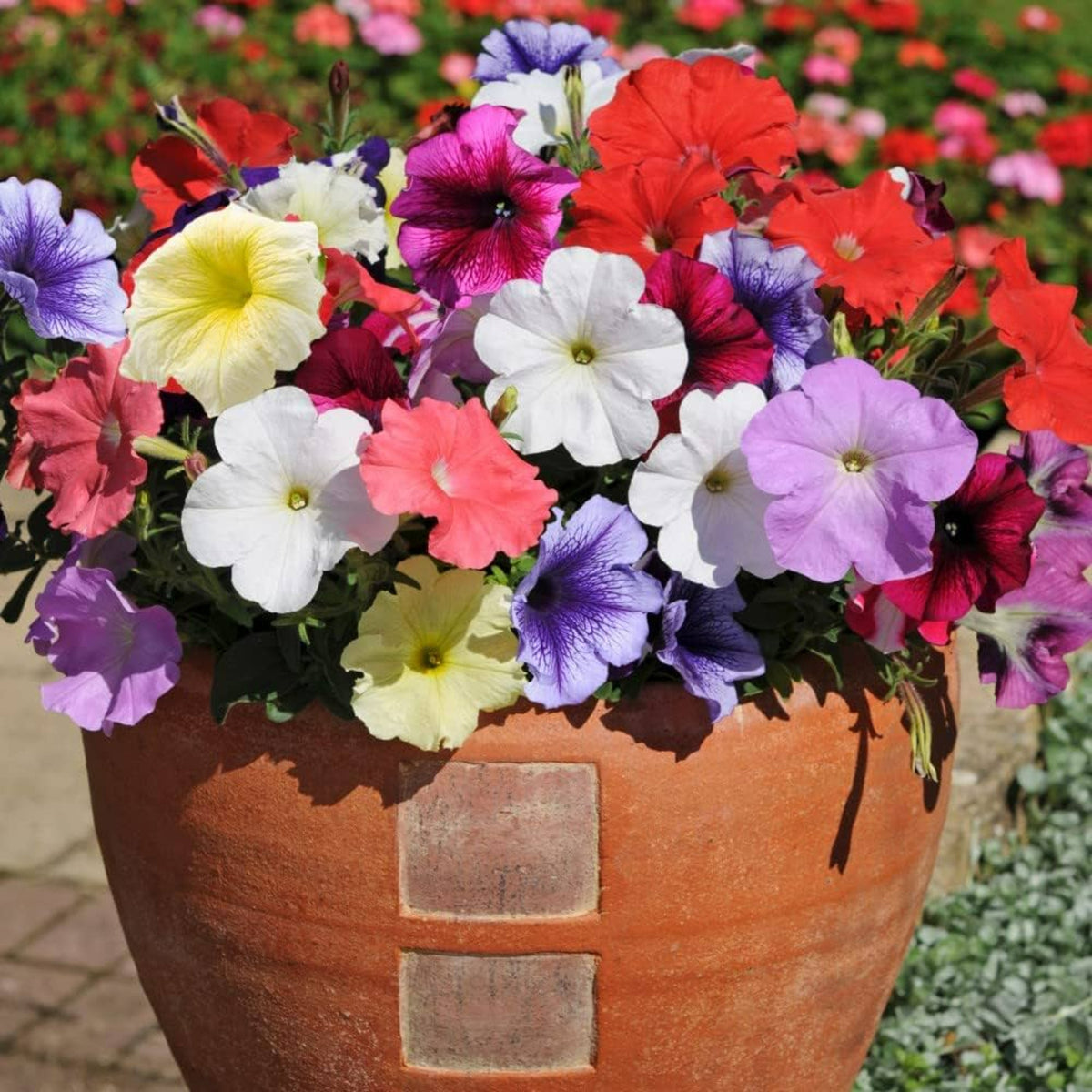 Petunia Summer Bedding Plants Terracotta pot filled with a vibrant mix of Petunia bedding plants in full bloom, showcasing a range of colours including red, pink 3