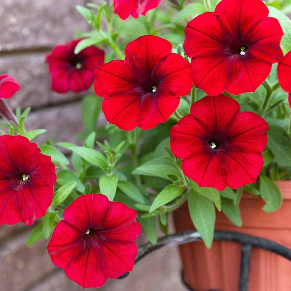 Petunia Summer Bedding Plants Close up of vibrant red Petunia bedding plants in full bloom, growing in a terracotta coloured plastic pot with lush green foliage, placed against a textured brick wall. 4