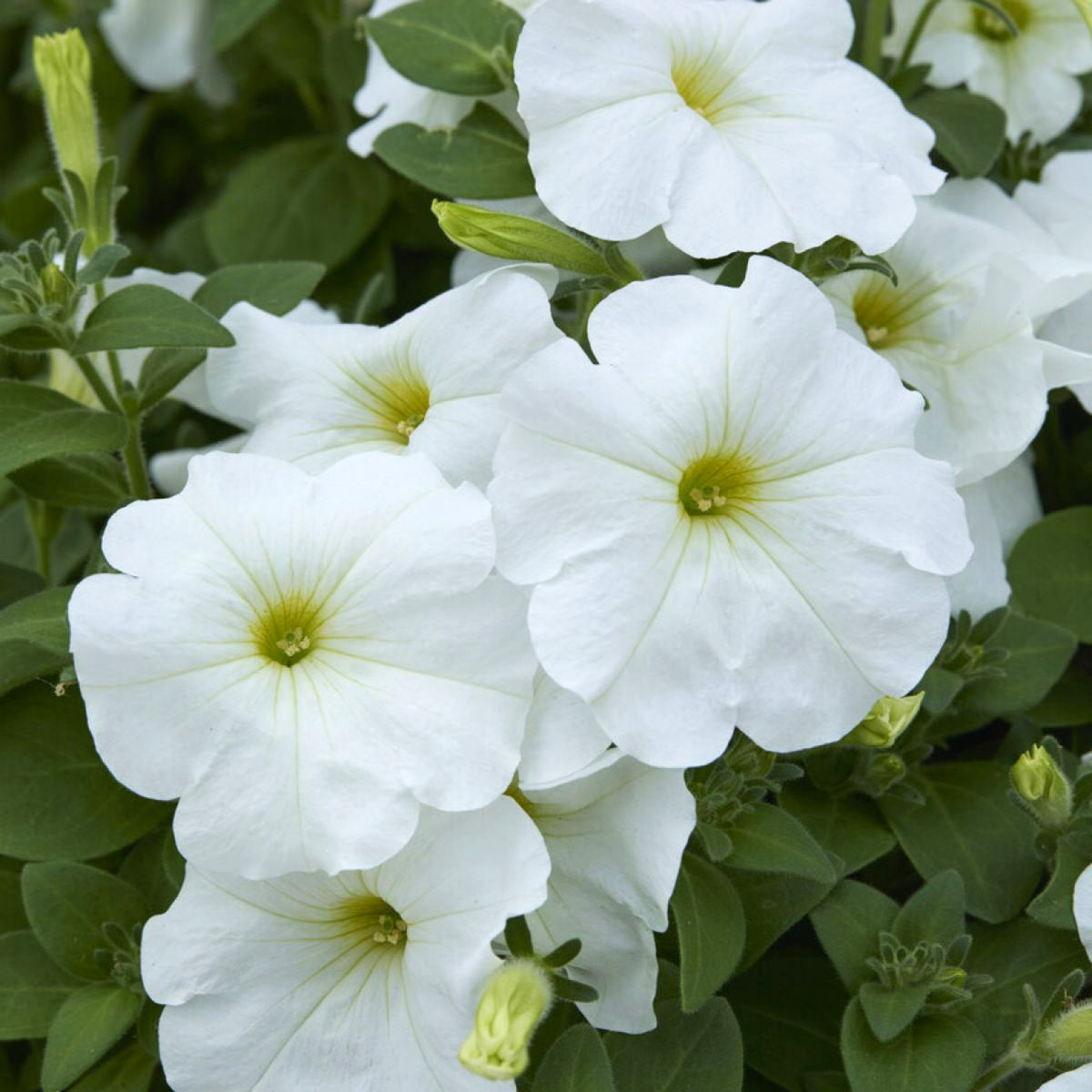 Petunia Summer Bedding Plants Cluster of white Petunia bedding flowers in full bloom, featuring delicate petals with pale yellow green centres, surrounded by lush green foliage. 5