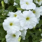 Petunia Summer Bedding Plants Cluster of white Petunia bedding flowers in full bloom, featuring delicate petals with pale yellow green centres, surrounded by lush green foliage. 5
