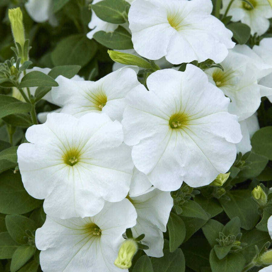 Petunia Summer Bedding Plants Cluster of white Petunia bedding flowers in full bloom, featuring delicate petals with pale yellow green centres, surrounded by lush green foliage. 5