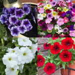 Petunia Summer Bedding Plants A collage of petunia bedding plants showing four varieties. Top left: deep purple petunias with dark veining in a garden pot. Top right: a vibrant mix of petunias in pink, red, yellow, white, and purple. Bottom left: white petunias with soft yellow centres and green foliage. Bottom right: vivid red petunias in a terracotta coloured plastic pot. 1