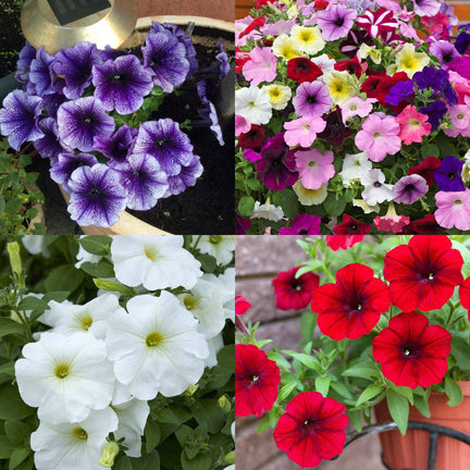 A collage of petunia bedding plants showing four varieties. Top left: deep purple petunias with dark veining in a garden pot. Top right: a vibrant mix of petunias in pink, red, yellow, white, and purple. Bottom left: white petunias with soft yellow centres and green foliage. Bottom right: vivid red petunias in a terracotta coloured plastic pot.