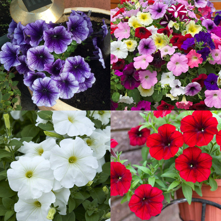 Petunia Summer Bedding Plants A collage of petunia bedding plants showing four varieties. Top left: deep purple petunias with dark veining in a garden pot. Top right: a vibrant mix of petunias in pink, red, yellow, white, and purple. Bottom left: white petunias with soft yellow centres and green foliage. Bottom right: vivid red petunias in a terracotta coloured plastic pot. 1
