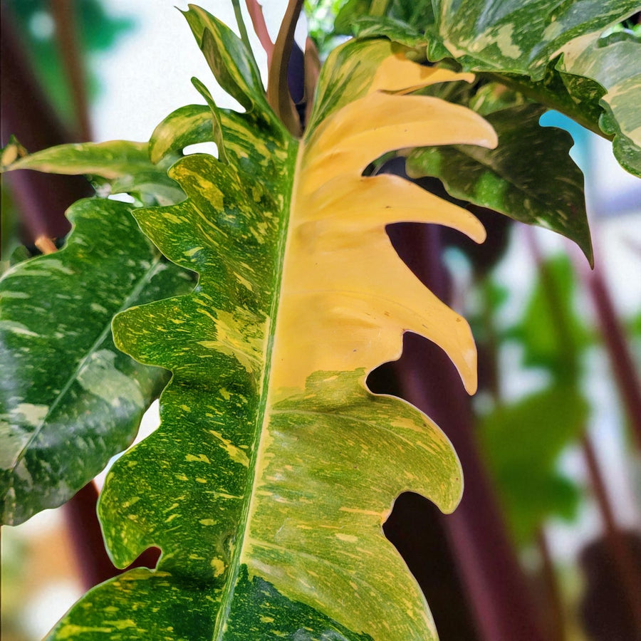 Philodendron Ring of Fire Close-up of Philodendron â€˜Ring of Fireâ€™ leaf with jagged edges, showing striking variegation in green, yellow, and cream tones. 2