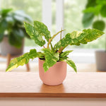 Philodendron Ring of Fire Philodendron ‘Ring of Fire’ with elongated serrated leaves variegated in green and yellow, displayed in a ribbed pink pot indoors. 3