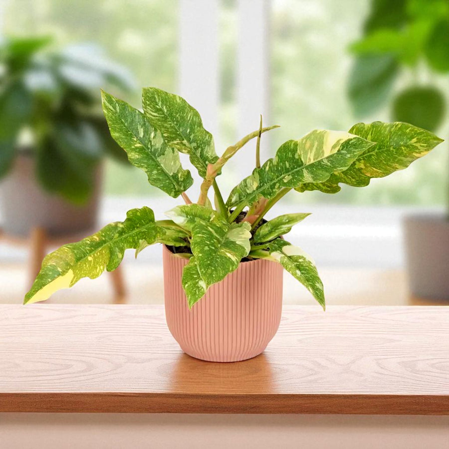 Philodendron Ring of Fire Philodendron â€˜Ring of Fireâ€™ with elongated serrated leaves variegated in green and yellow, displayed in a ribbed pink pot indoors. 3