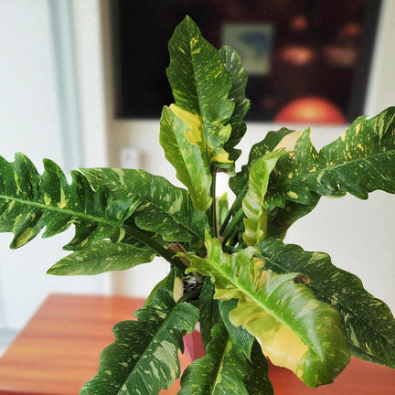 Philodendron ‘Ring of Fire’ viewed from above, with multiple variegated leaves in shades of deep green splashed with yellow.