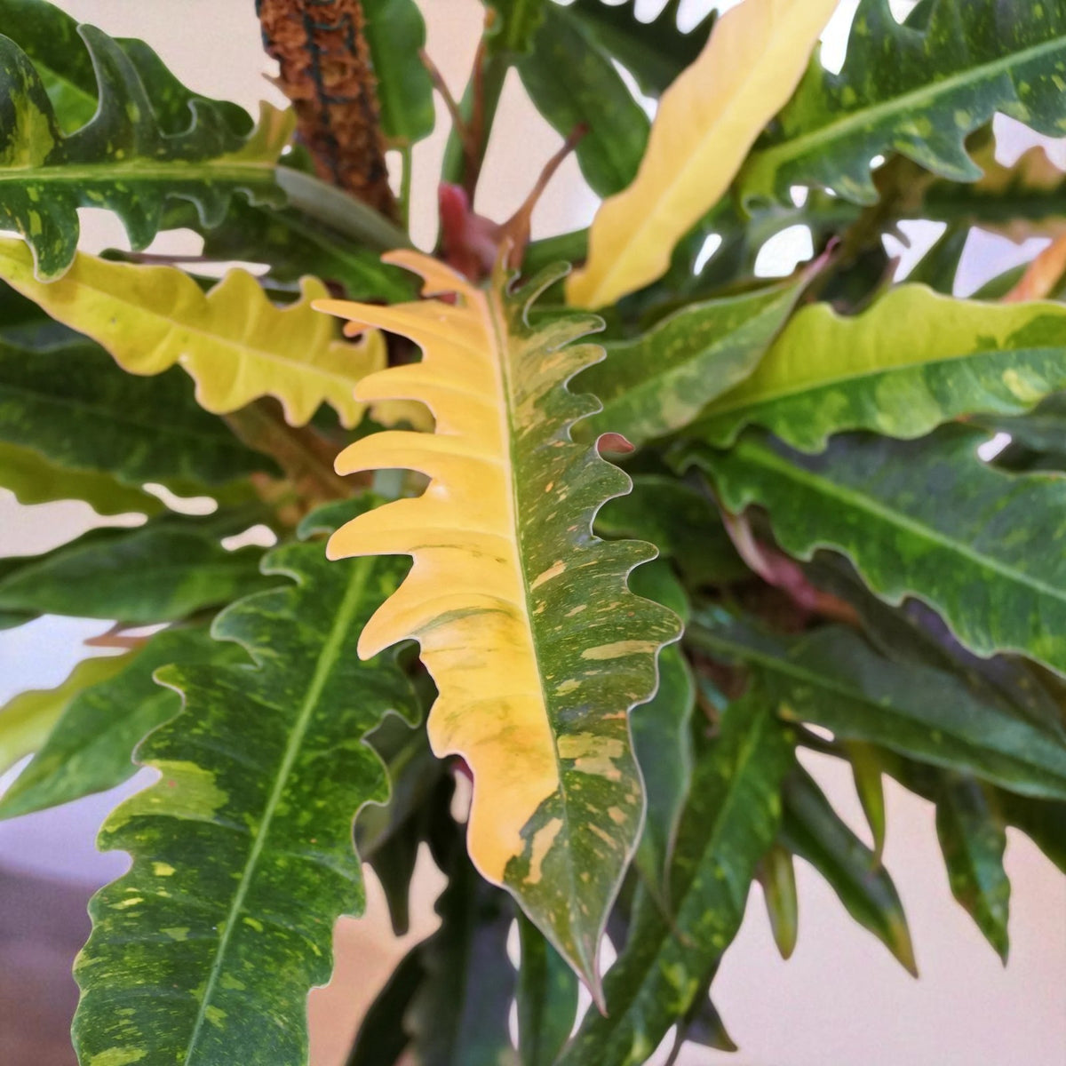 Philodendron Ring of Fire Philodendron ‘Ring of Fire’ foliage with dramatic serrated leaves, showcasing bright yellow variegation among rich green tones. 4