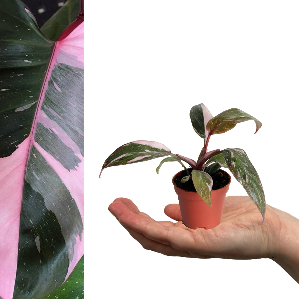 Philodendron Pink Princess mini philodendron pink princess plant in brown pot on hand 3