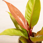 Philodendron Prince of Orange close up of orange and lemon/lime leaves on red stems in taupe coloured pot on white background 1