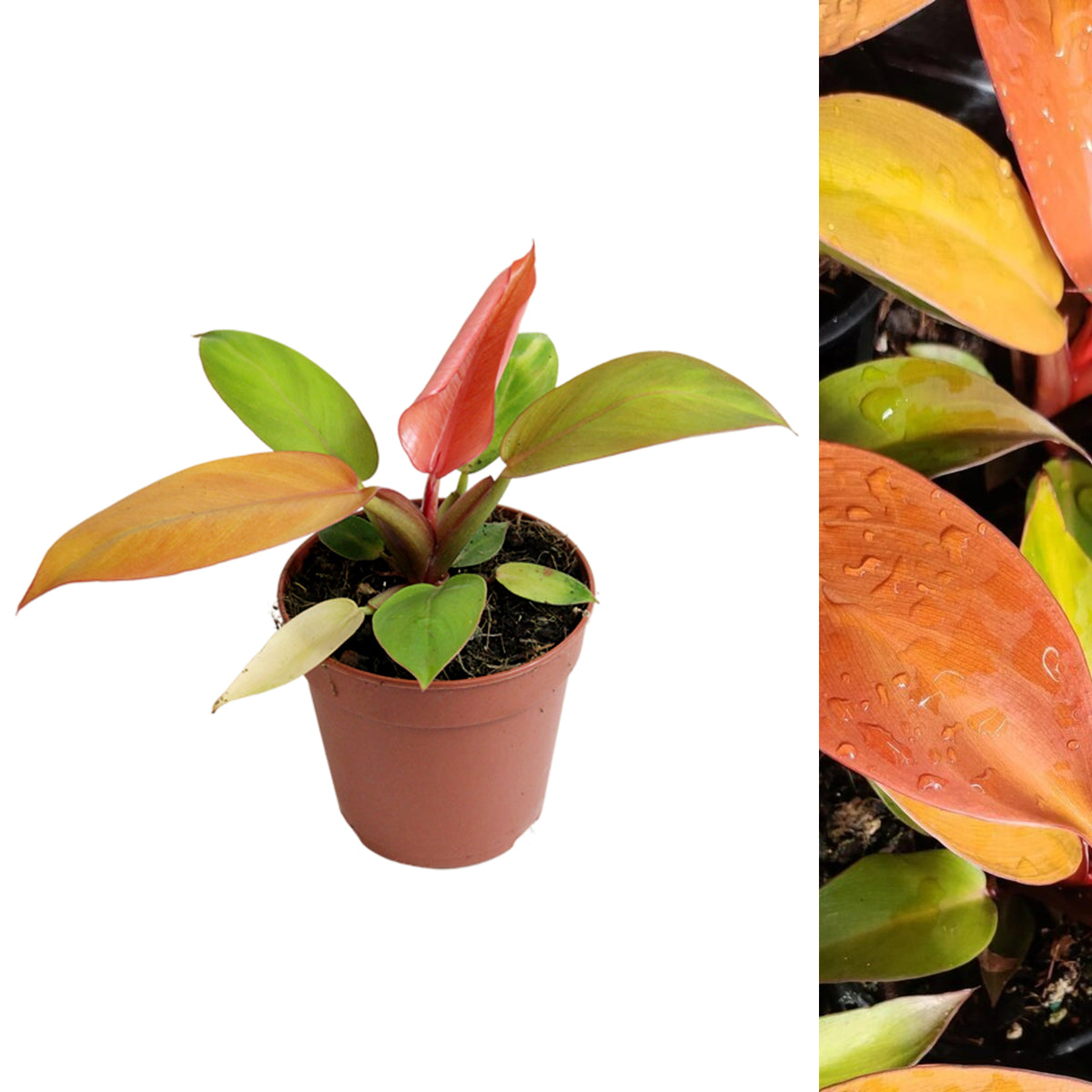 Philodendron Prince of Orange mixed plant of coloured foliage in terracotta coloured plastic pot on white background 2